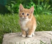 pic for Curious Tabby Kitten 